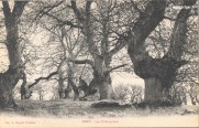 070-Osny-Les chataigniers